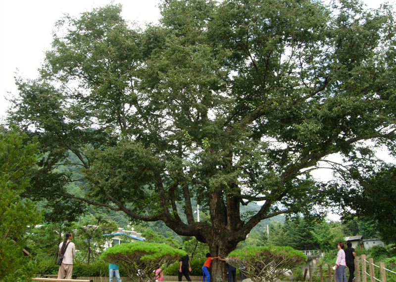 340년 된 느티나무(주변에는 생태 공원이 조성되어 있음)
