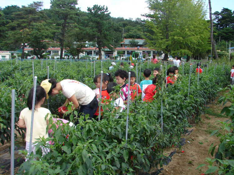 성생니과 함께 따는 법도 배우고 담는것도 떨어질세라 조심조심 하는 모습이 얼마나 귀여운지