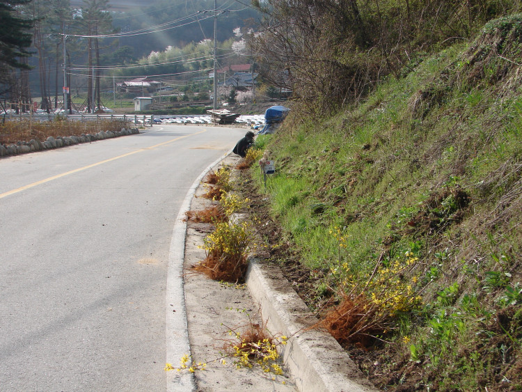 개나리 심는 위촌리의 아낙네