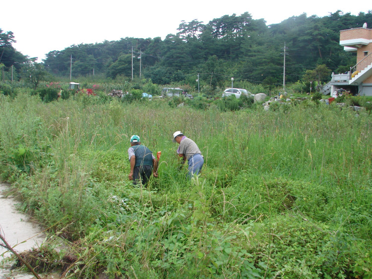 버드나무야 어디 있니 앵두 따다 목에 걸고 냇가로 가자