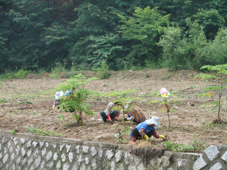 기계로 못다한 작없은 어김없이 부녀회 회원이 싹슬이하고