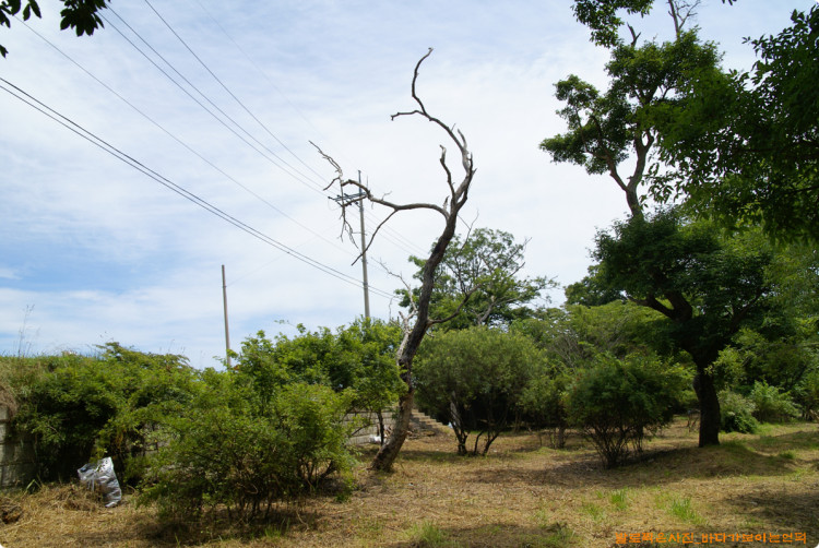 마을 숲을 감상할 수 있는 워딩포토죤을 만드려고 한답니다. 