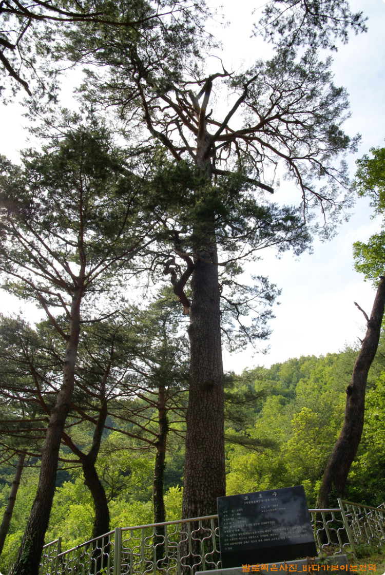 주인공 제왕솔입니다. 멋지지요, 오전에 사진을 찍어야 제대로 사진이 나올듯합니다. (초보자의 생각이었습니다.)