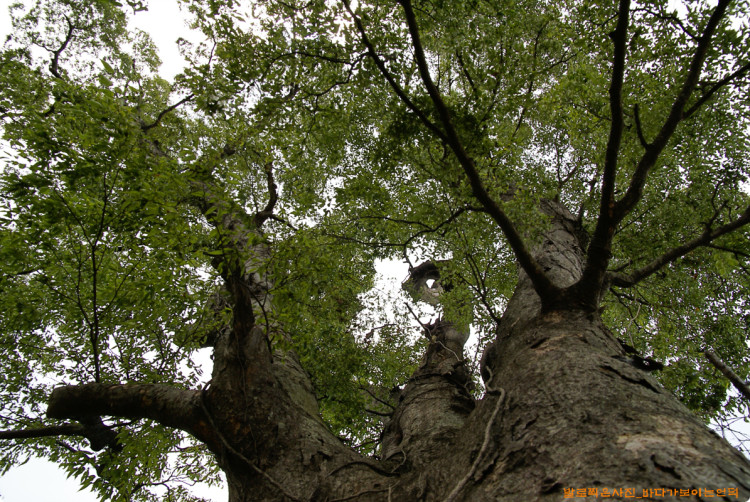 정자목으로 가장 많이 쓰이는 느티나무는 언제보아도 멋있습니다.