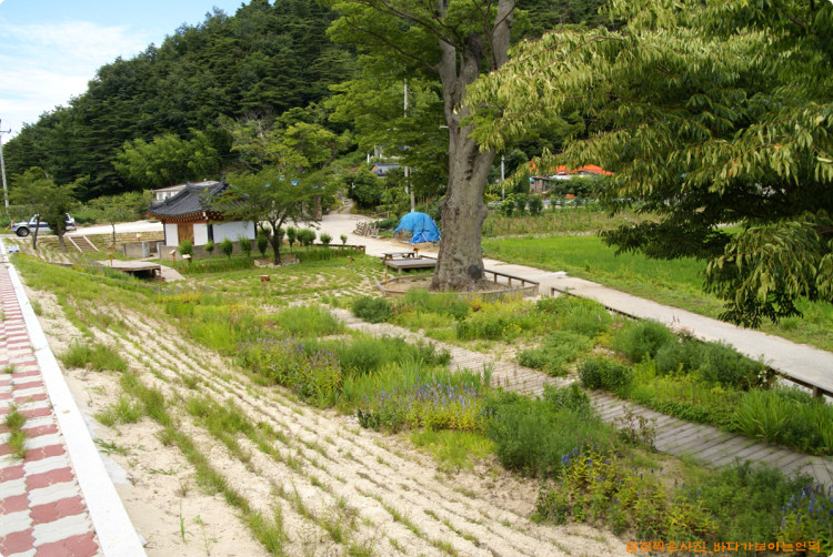 작년에 만들어진 서낭당압 화단도 멋진 꽃들로 가득합니다. 