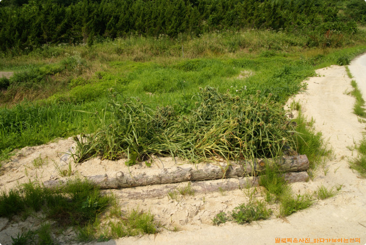 주변에 잘 맞는 수종들을 잘 고르신듯 합니다. 