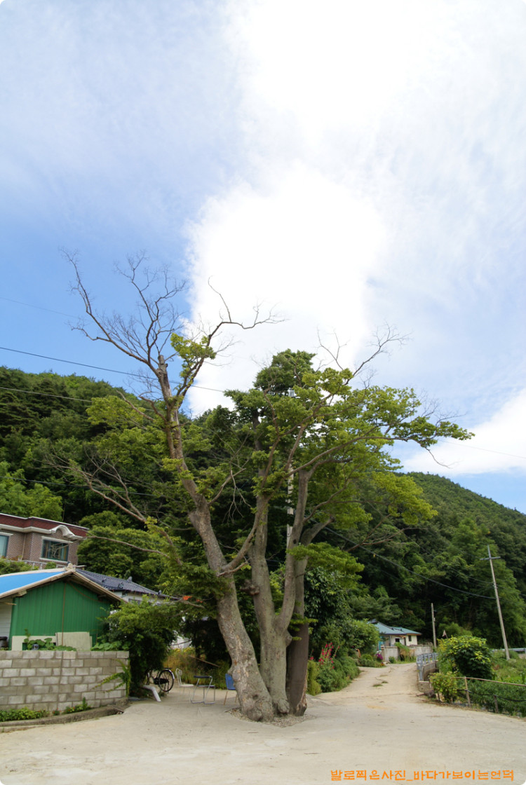 언제나 어르신들로 붐비는 삼형제나무가 오늘은 더욱 정겨워 보였습니다. 
