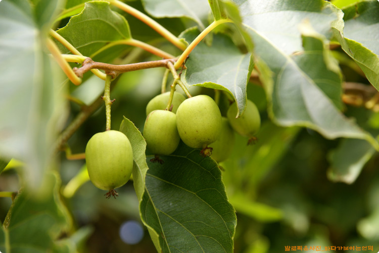 다래가 영글어가는 계절 