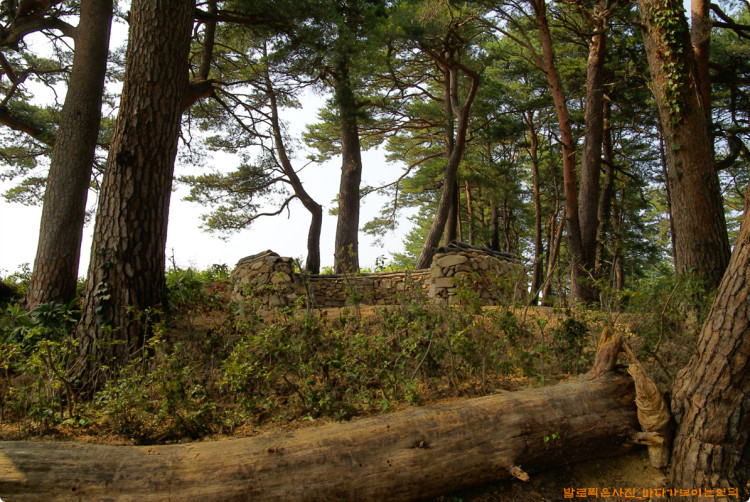 버렸던 쓰러진 나무 등걸을 다시 사용하였군요