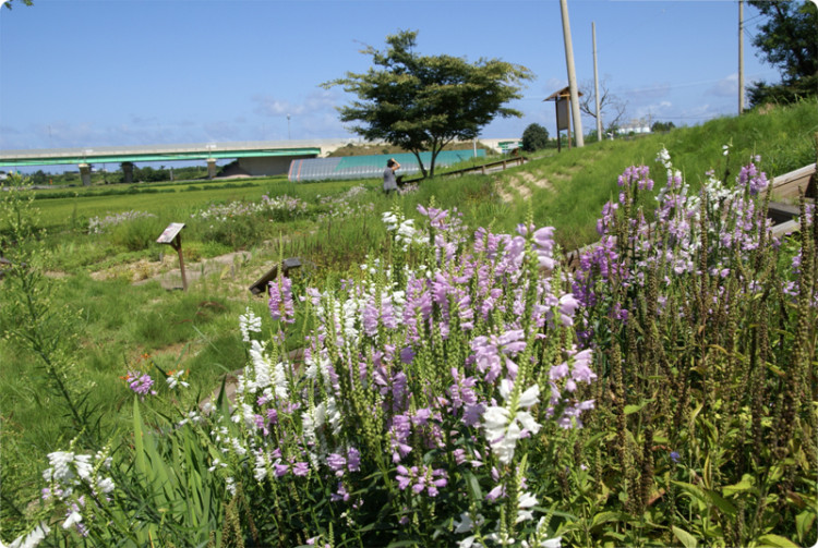 마을할머니들의 자랑이 되었던 꽃밭도 이제는 자리가 잡혀가고