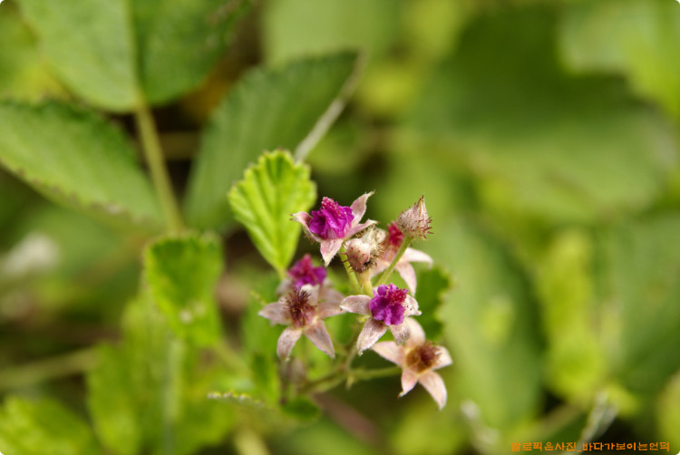 멍석딸기가 멋진 자태를 뽐내고