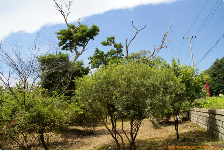사람키만큼 풀들이 차 있었는데 산뜻한 모습입니다. 