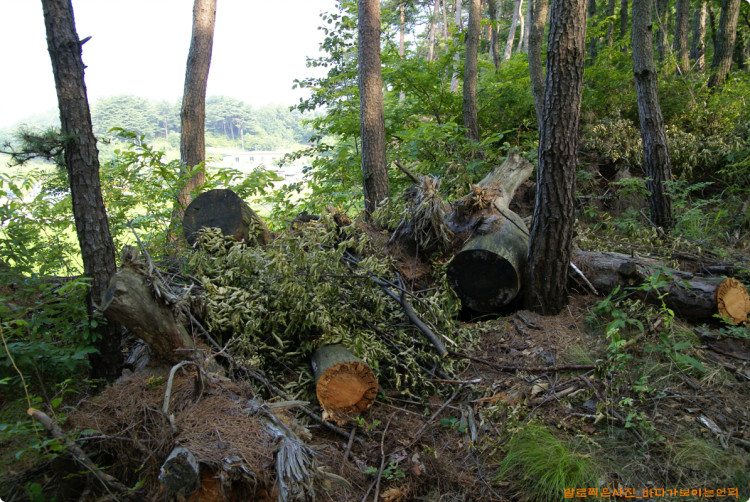 숲 안쪽에 있는 나무들을 잘 할용할 수 있는 방안들을 찾아 보았으면 좋겠습니다. 