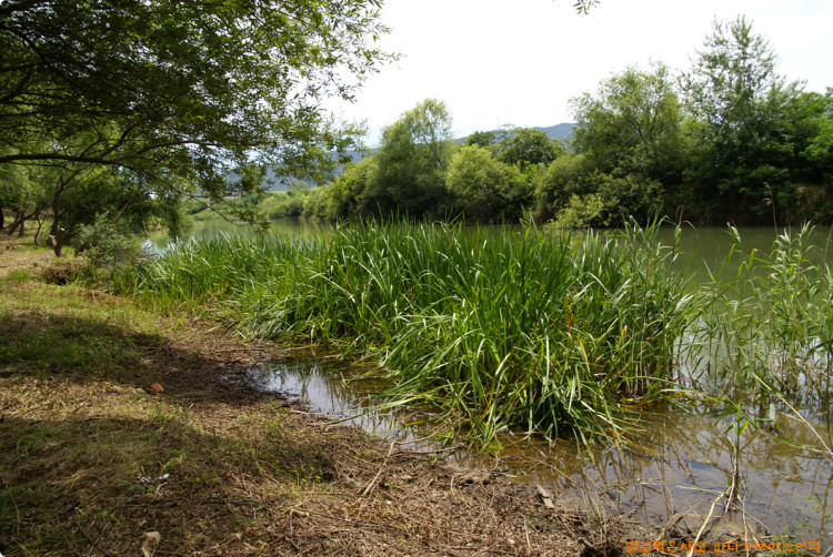 흙삼릉등 주변에서 보기 어려운 식생들은 잘 살리고
