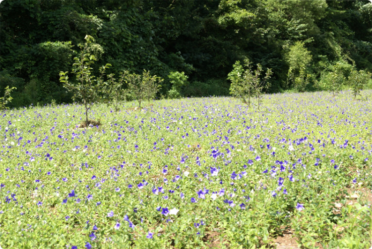 작업하시는 옆으로 도라지꽃이 한창입니다. 