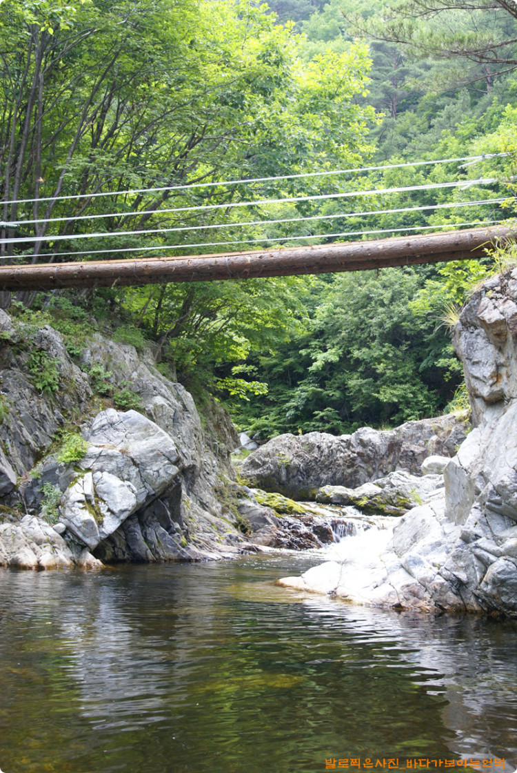 일본잎갈나무를 중심으로 돌과 와이어를 사용했습니다. 