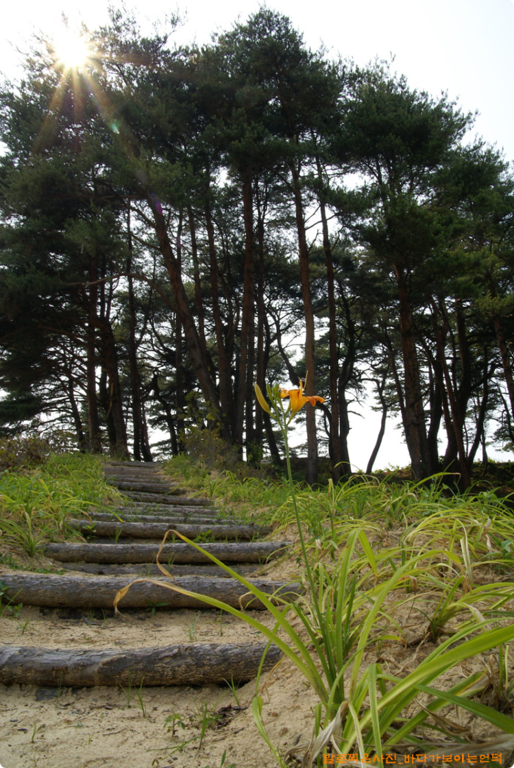 방부처리에 대한 고민은 조금더 해야 할것 같구요 주변에 꽃을 많이 심었습니다. 