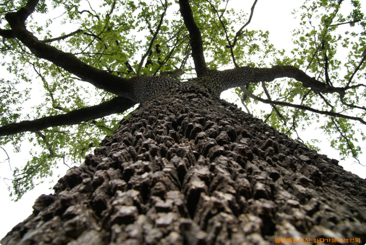 많이많이 커다란 고염나무는 웅장한 맛도 납니다.