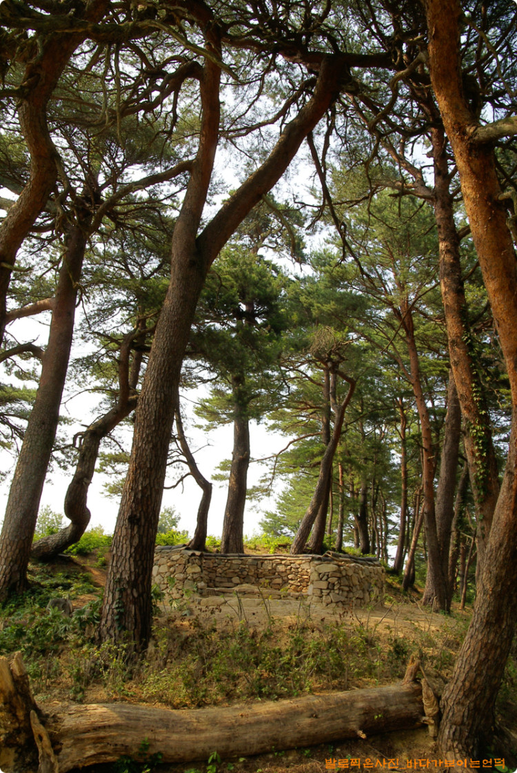 소나무와 쓰러진 나무 등걸