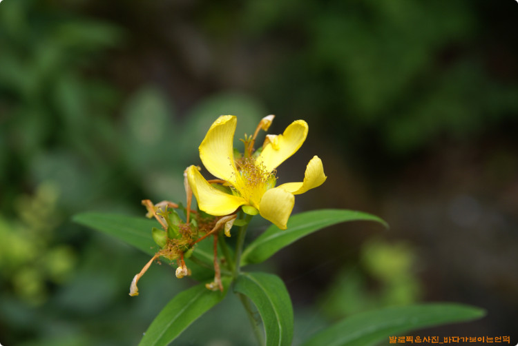 물레나물의 고운 모습도 눈에 담아 왔습니다. 